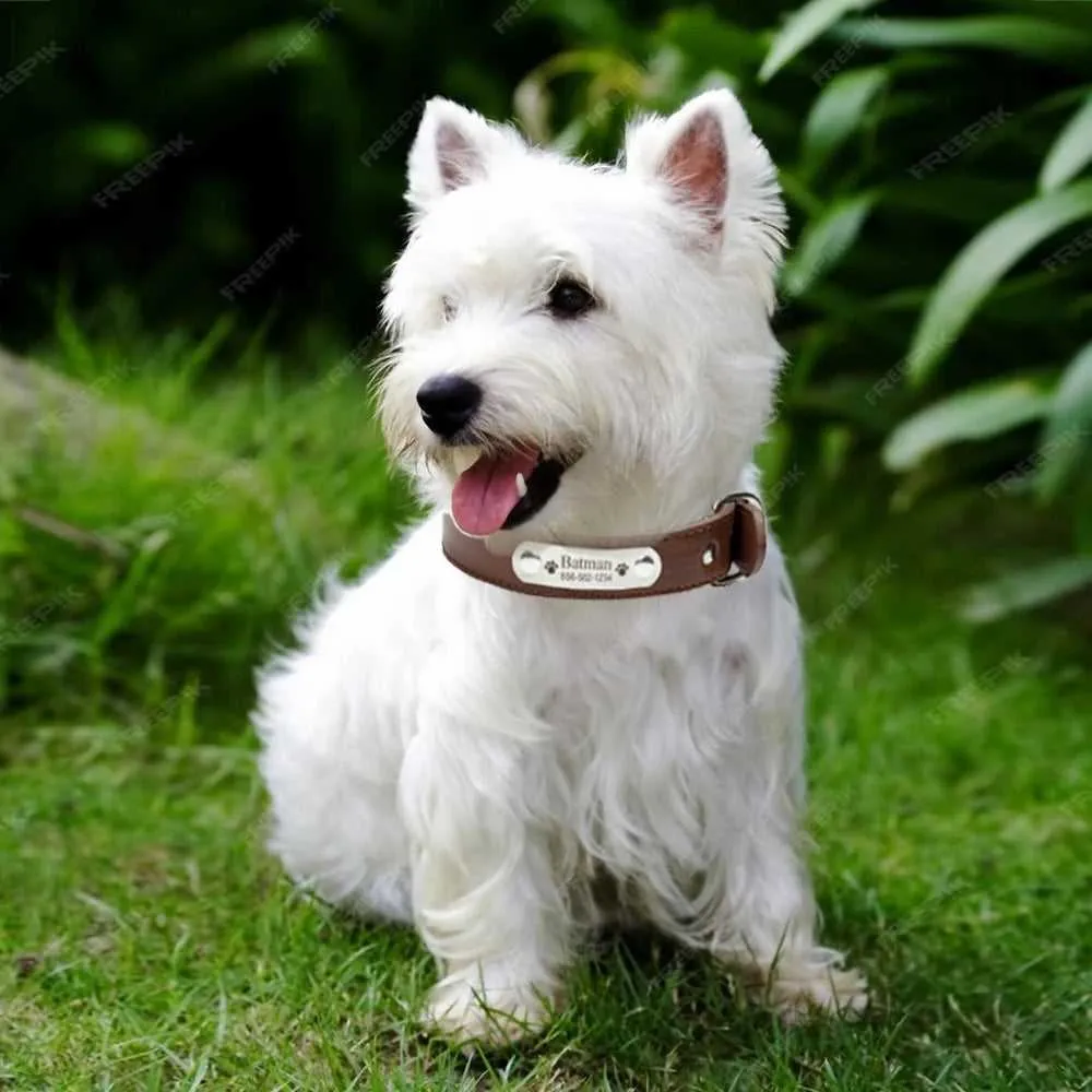 Leather Dog Collar Durable Adjustable